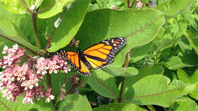 Un papillon monarque sur une fleur d'asclépiade