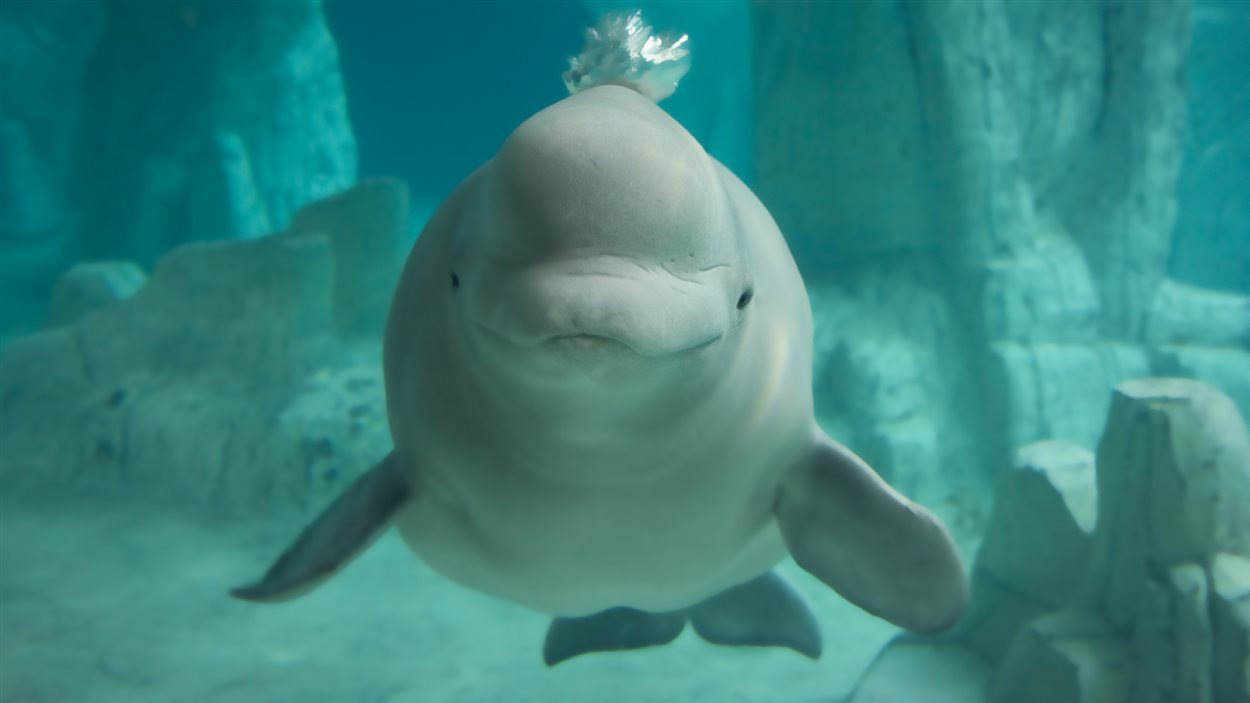 Un Beluga Se Prend D Amitie Pour Un Village De Terre Neuve Radio Canada Ca