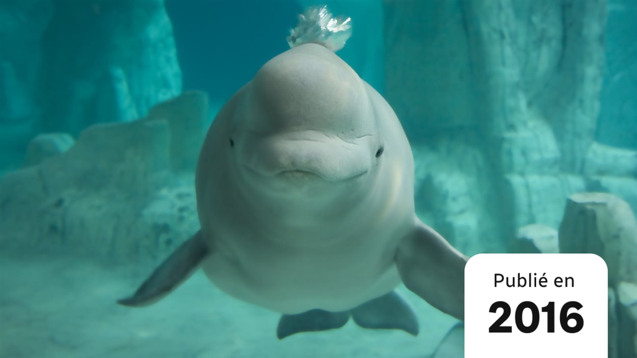 Un Beluga Se Prend D Amitie Pour Un Village De Terre Neuve Radio Canada Ca