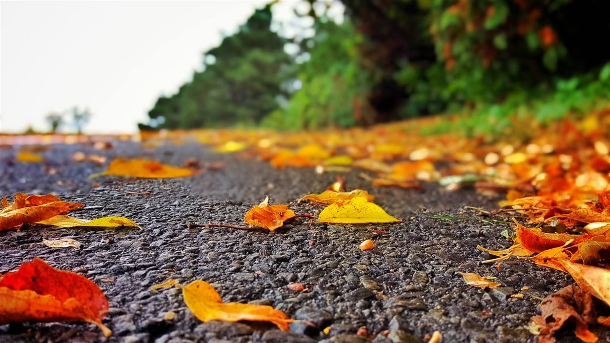 Piste cyclable automne