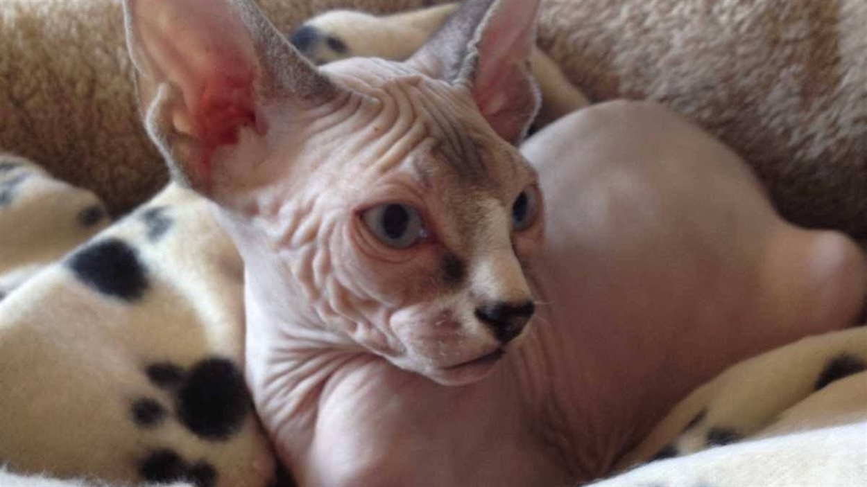 Une Eleveuse Doit Payer Pour La Mort Prematuree De Monsieur Jules Radio Canada Ca