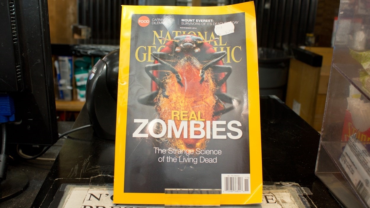 Chez Les Insectes Les Zombies Existent Radio Canada Ca