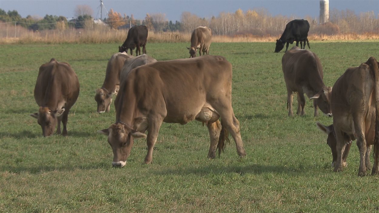Des Gourganes Pour Les Vaches De La Fromagerie Médard Radio Canadaca 