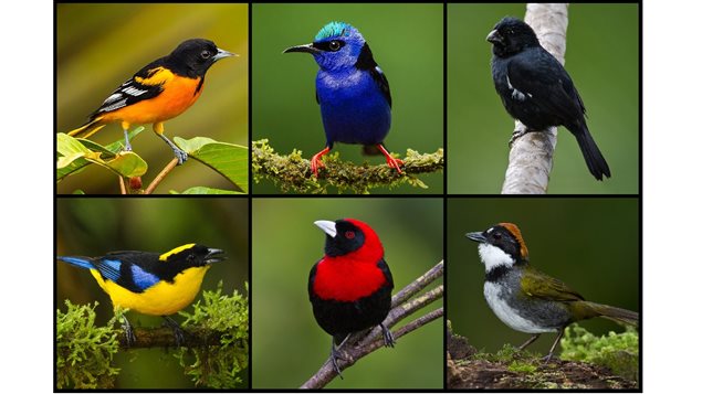 Why male songbirds are colourful, and females aren’t;..more or less ...