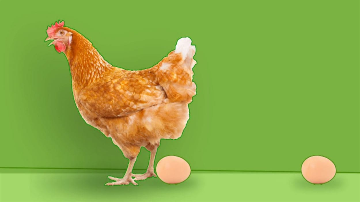 Combien d'œufs une poule pondelle par année? La semaine verte Combien d'œufs une poule pondelle par année? La semaine verte