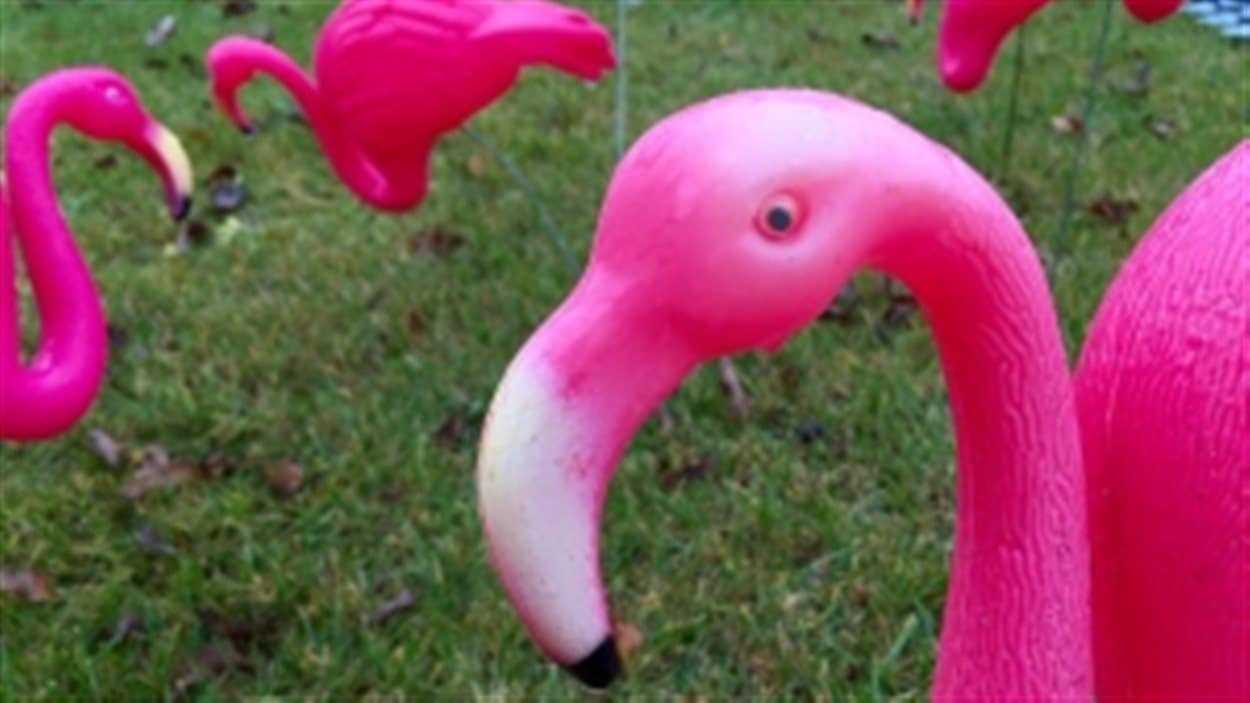 Un Passage Pour Flamants Roses En Plastique A Transcona Radio Canada Ca