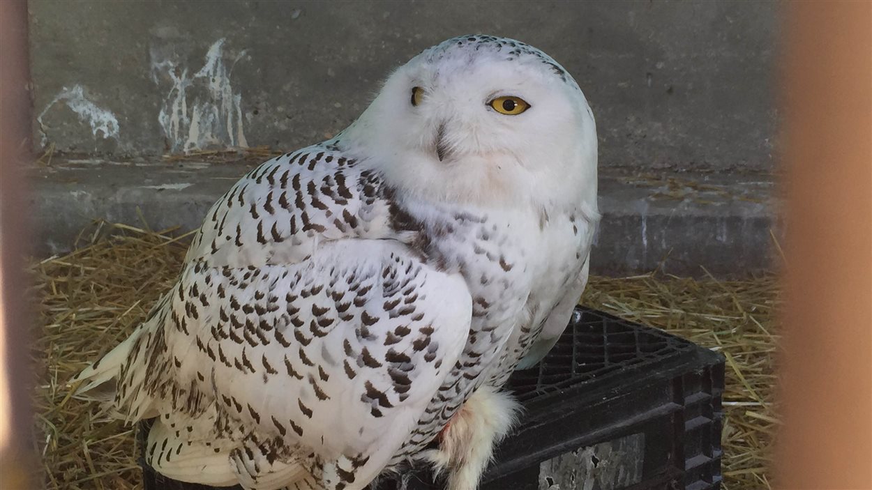 Ce harfang des neiges est soigné au centre de réhabilitation de la faune Wildlife Haven.