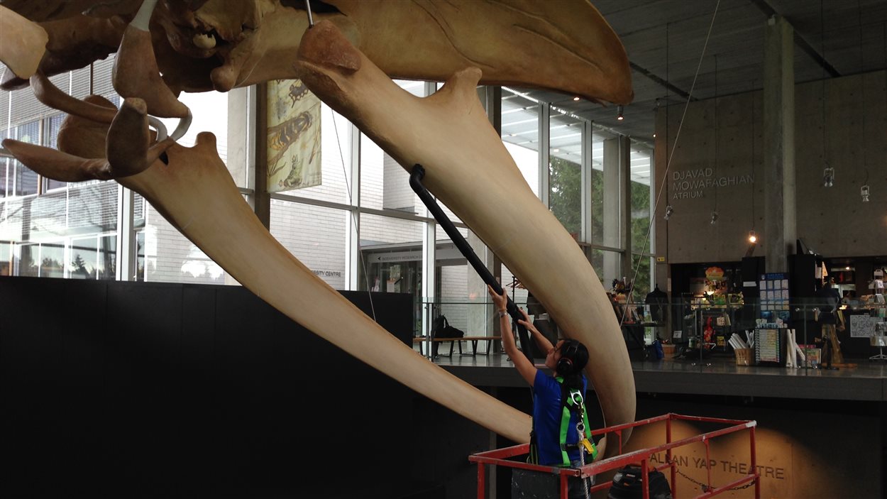 Un spécialiste nettoie le squelette de la baleine bleue à l'Université de la Colombie-Britannique.