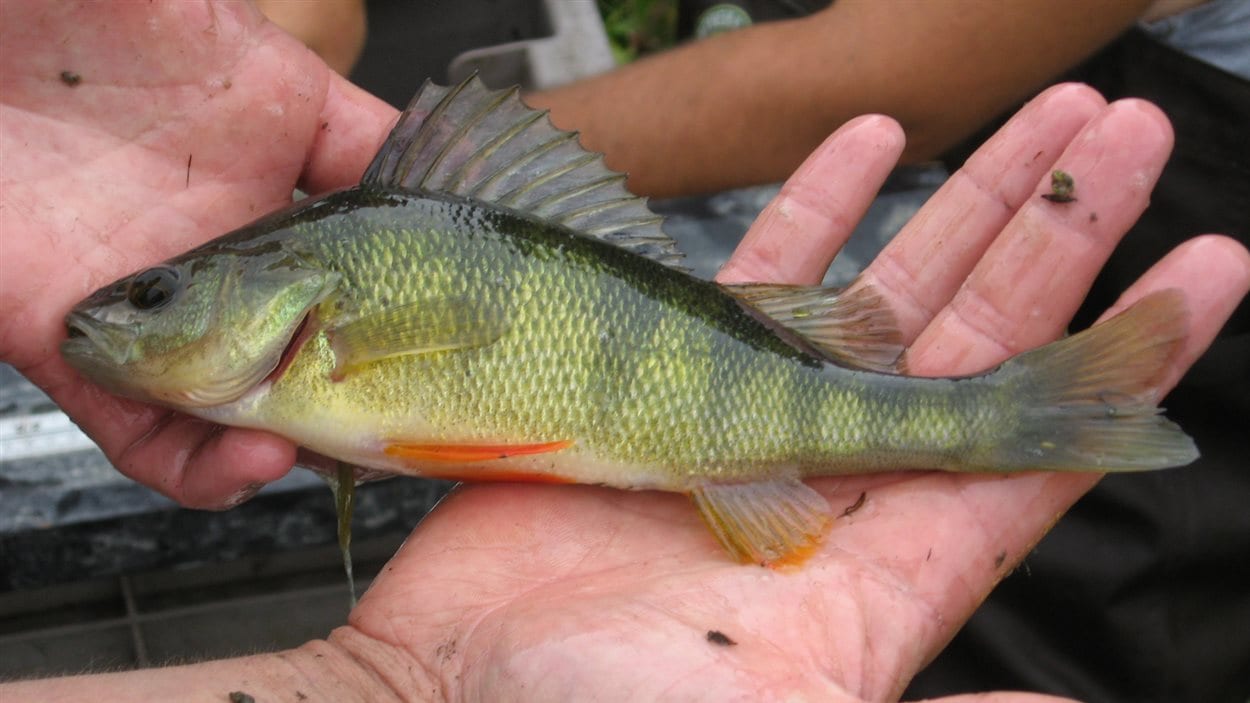 Pêche illégale au lac SaintPierre 72 accusations et une saisie de 101 kilos de poisson