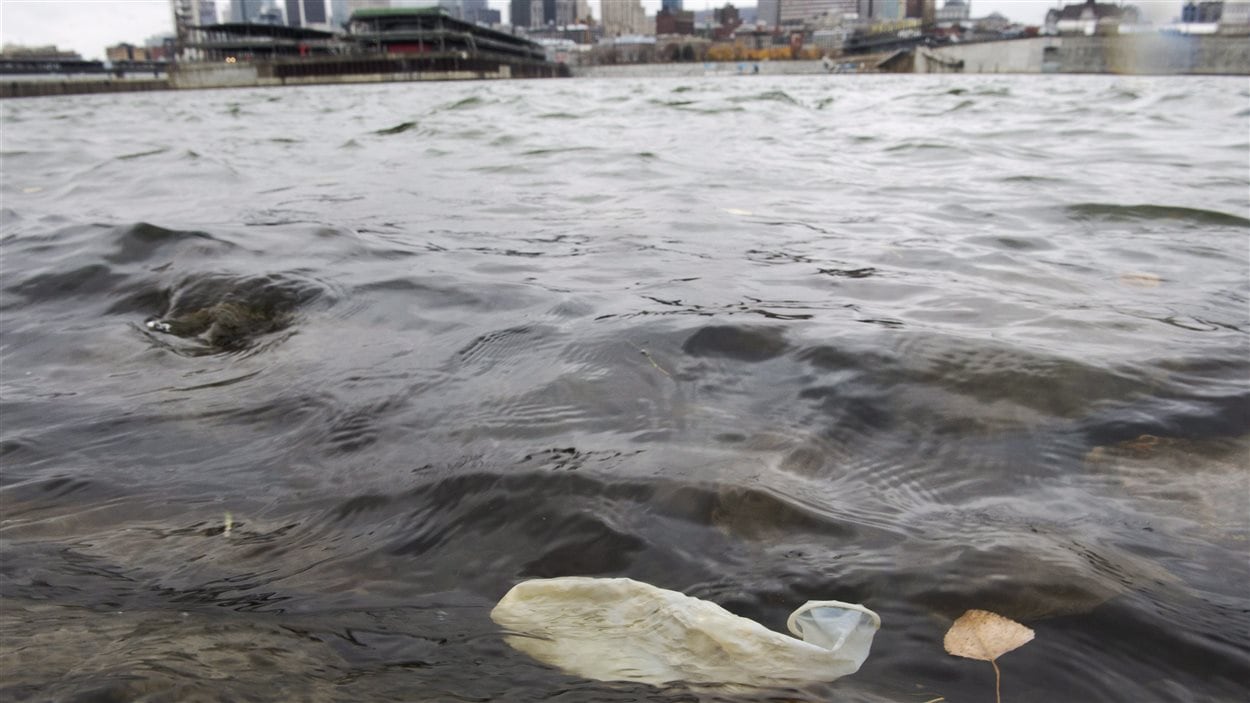 Le déversement d'eaux usées à Montréal donne lieu à des scènes insolites, telle la vision de ce condom qui flotte dans le fleuve.