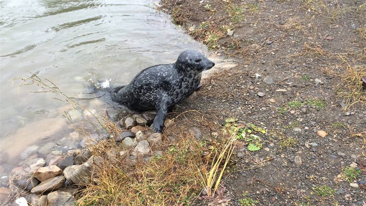Le Bioparc de Bonaventure en pleine métamorphose | Radio-Canada