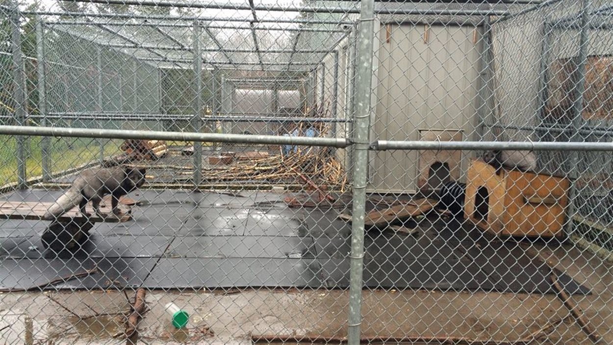 Le Bioparc de Bonaventure en pleine métamorphose RadioCanada