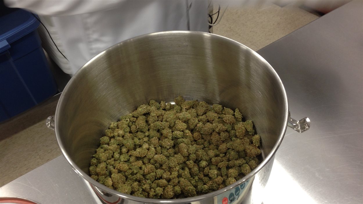 Des cocottes de cannabis médical