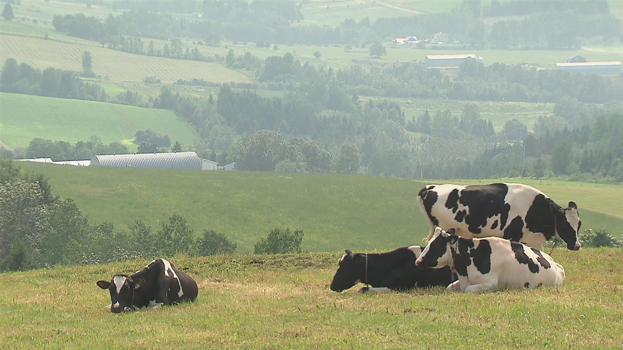 Des vaches laitières