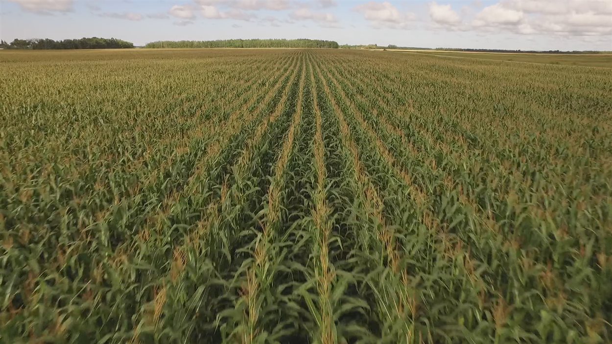 Un champ de maïs-grain