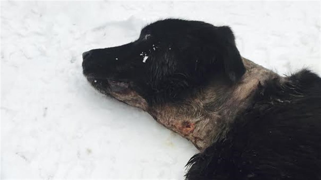 Une famille attaquée par un loup au Canada