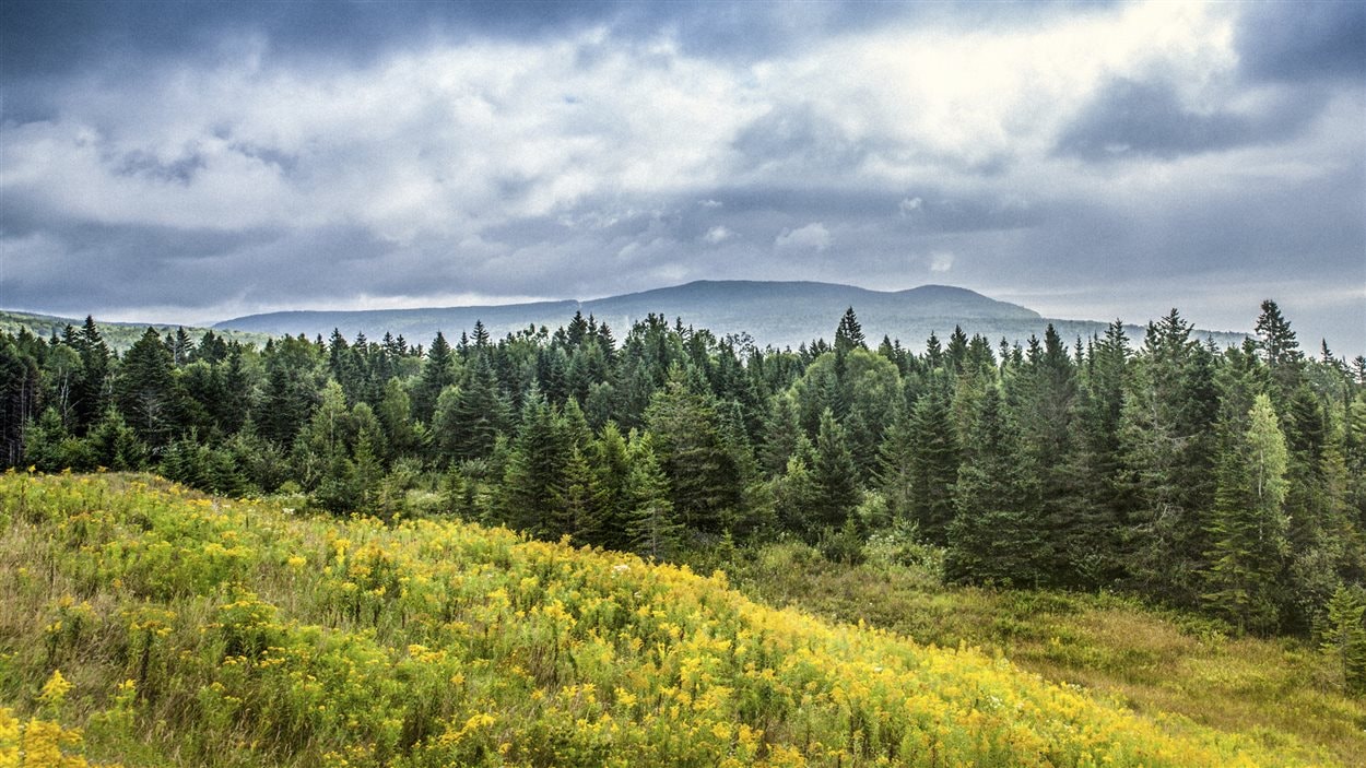 La forêt boréale