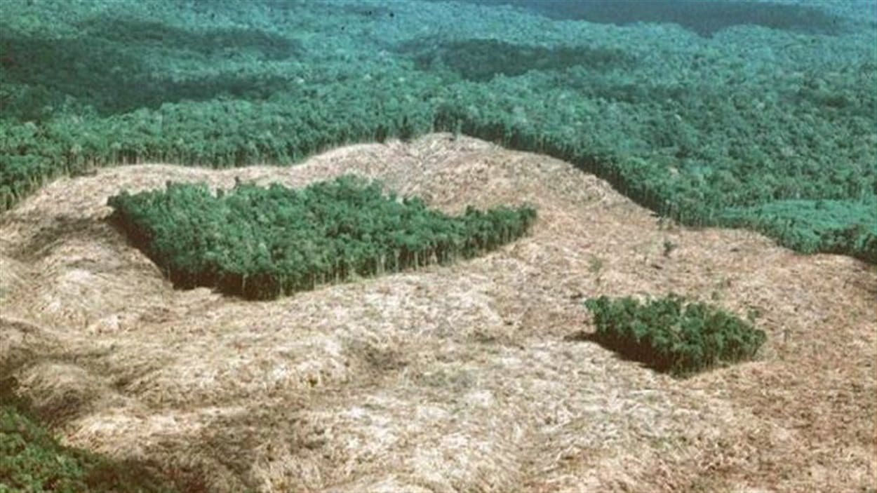Un exemple de la déforestation en Amazonie au Brésil