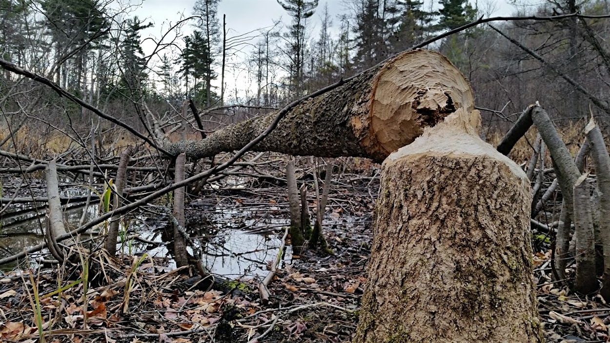 Un arbre abattu par un castor dans le parc de la Gatineau, en Outaouais, au Québec, à l'automne 2015 (archives)