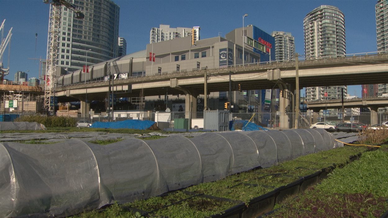Un potager urbain près des viaducs Georgia et Dunsmuir à Vancouver.