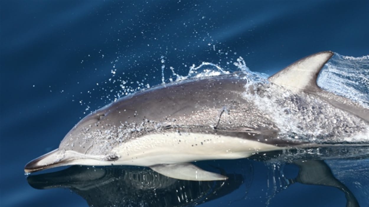 Le dauphin à bec court est un mammifère d'environ deux mètres de long très courant dans les eaux chaudes du pacifique sud.