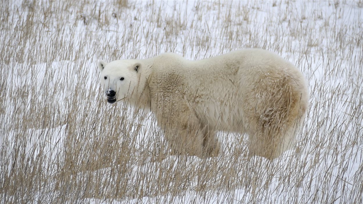 Quand la glace fond en juillet, les ours peuvent être privés de nourriture pendant plusieurs mois. Les scientifiques affirment qu'avec le réchauffement climatique, cette période est de plus en plus longue.