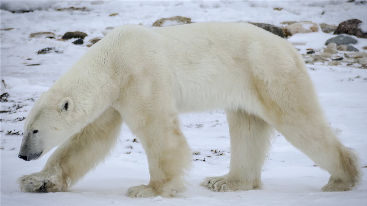 Des douzaines d'ours polaires doivent attendre sur la rive ouest de la baie d'Hudson que l'eau gèle afin qu'ils puissent rejoindre les phoques, leur principale nourriture.