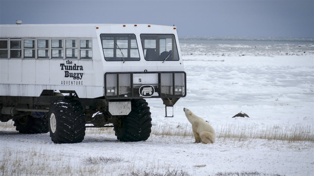 Le journaliste Cameron MacIntosh a rendu visite aux ours polaires à bord du Tundra Buggy.