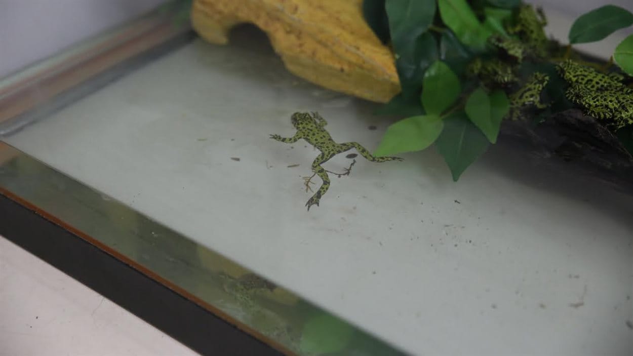 Des grenouilles saisies à Calgary.