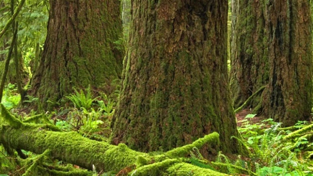 Des arbres anciens dans une forêt de la Colombie-Britannique