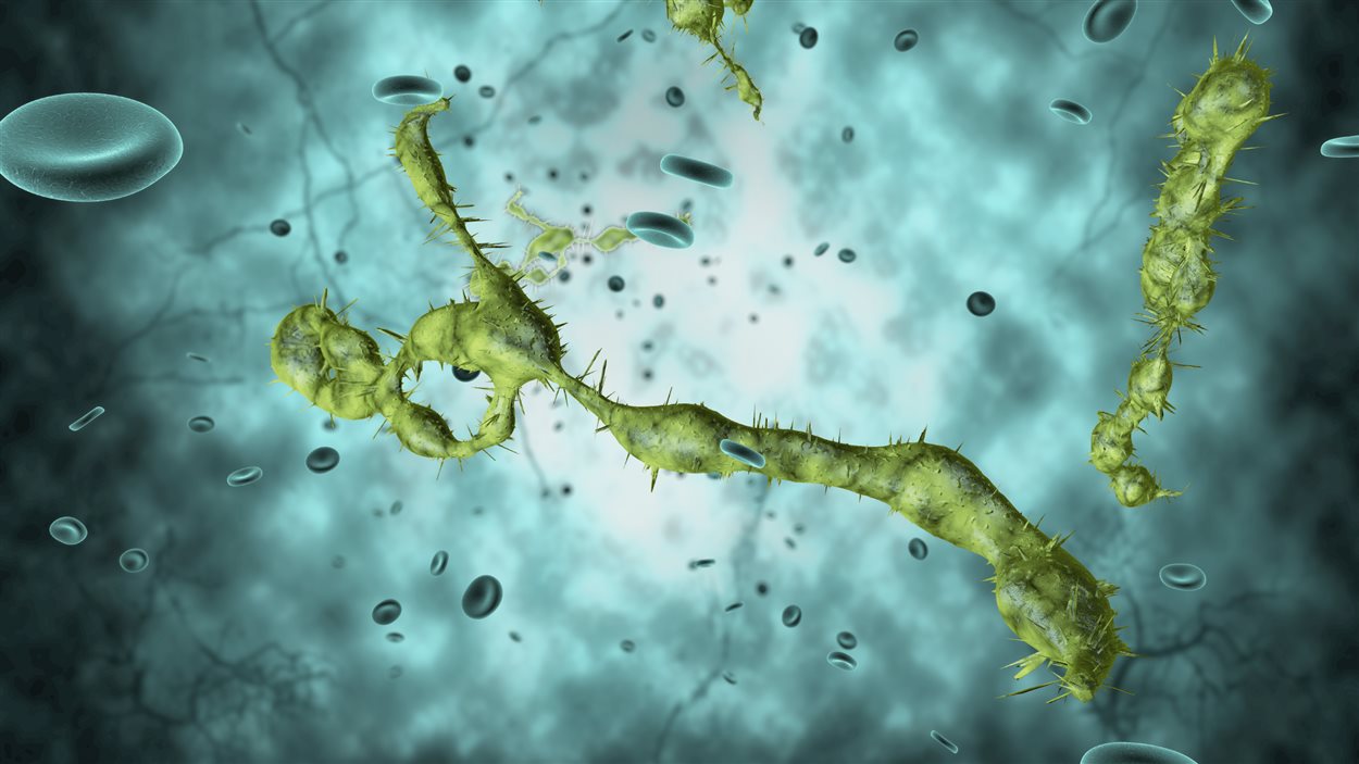 Una ilustración del virus del Ébola