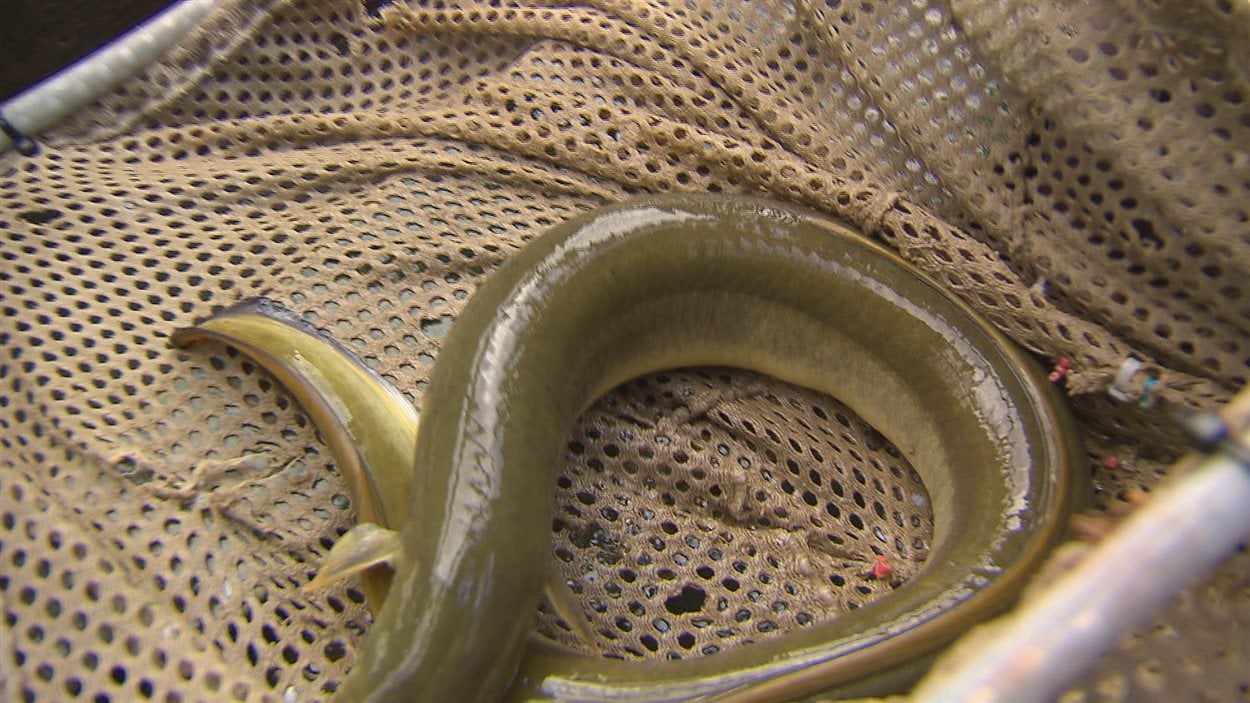 L'anguille d'Amérique, bientôt une espèce en péril? RadioCanada