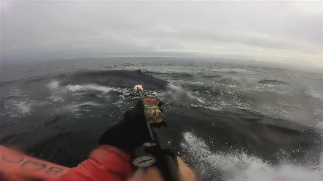 Un chercheur s'apprête à fixer l'émetteur sur la nageoire dorsale de la baleine bleue.