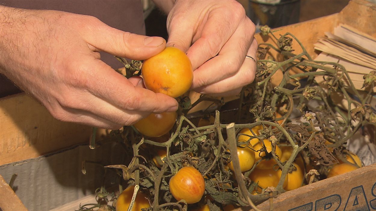 Les Gilbert-Thévard ont encore des tomates fraîches en janvier