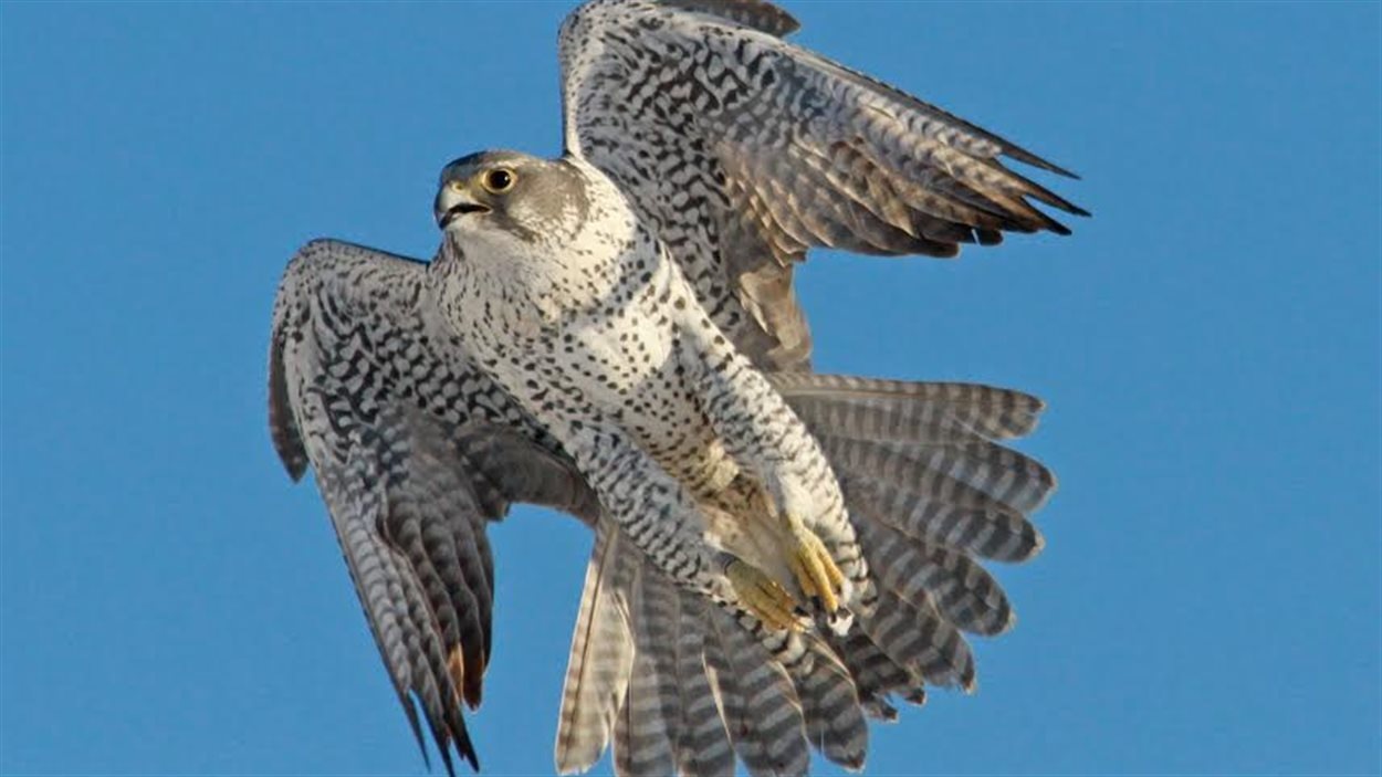 Des faucons gerfauts attirent les curieux à Edmonton | Radio-Canada