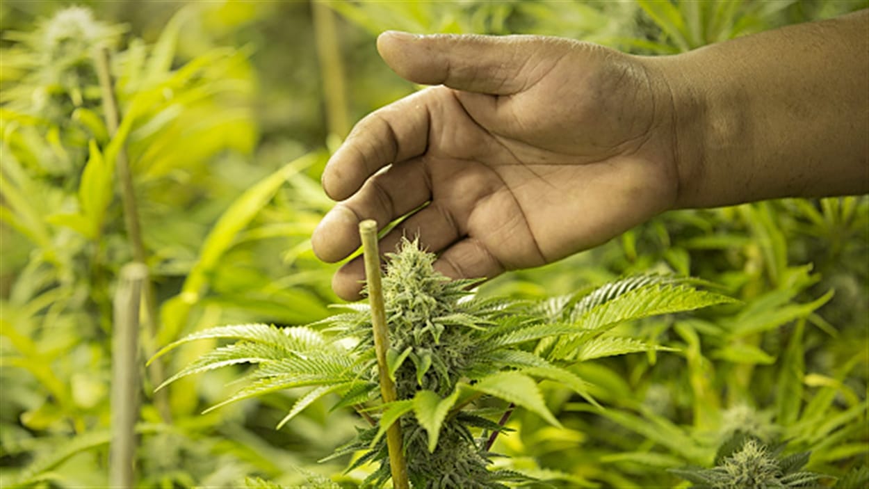 Des fonctionnaires conseillent à Justin Trudeau de ne pas précipiter la légalisation de la marijuana au Canada.