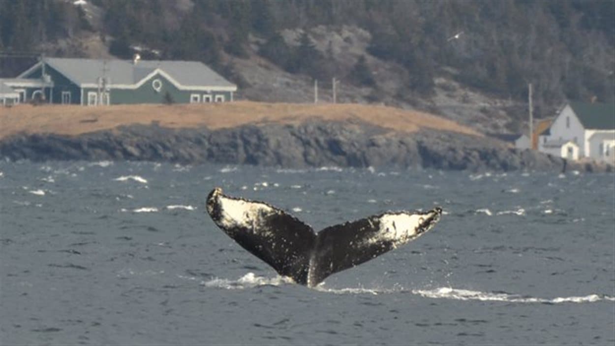 Cette photo a été captée par un organisateur d'excursions pour l'observation de baleines le 26 décembre, sur la côte ouest de Terre-Neuve
