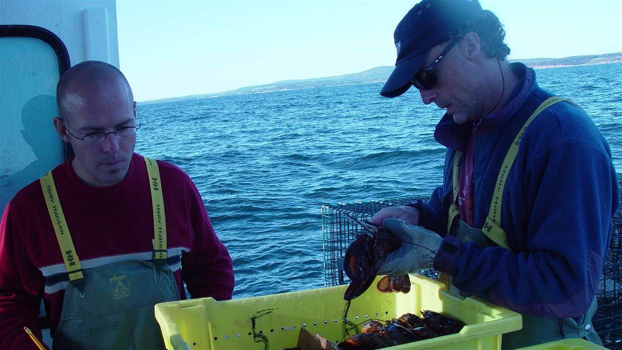 Des scientifiques de Pêches et Océans Canada mesurent la taille des homards.