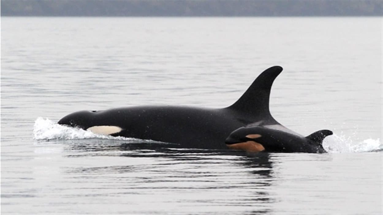 Il y a environ 80 épaulards qui vivent au large de l'île San Juan en C.-B. La population a connu une croissance l'an dernier avec la naissance de plusieurs petits dont J51 photographié en février 2015.