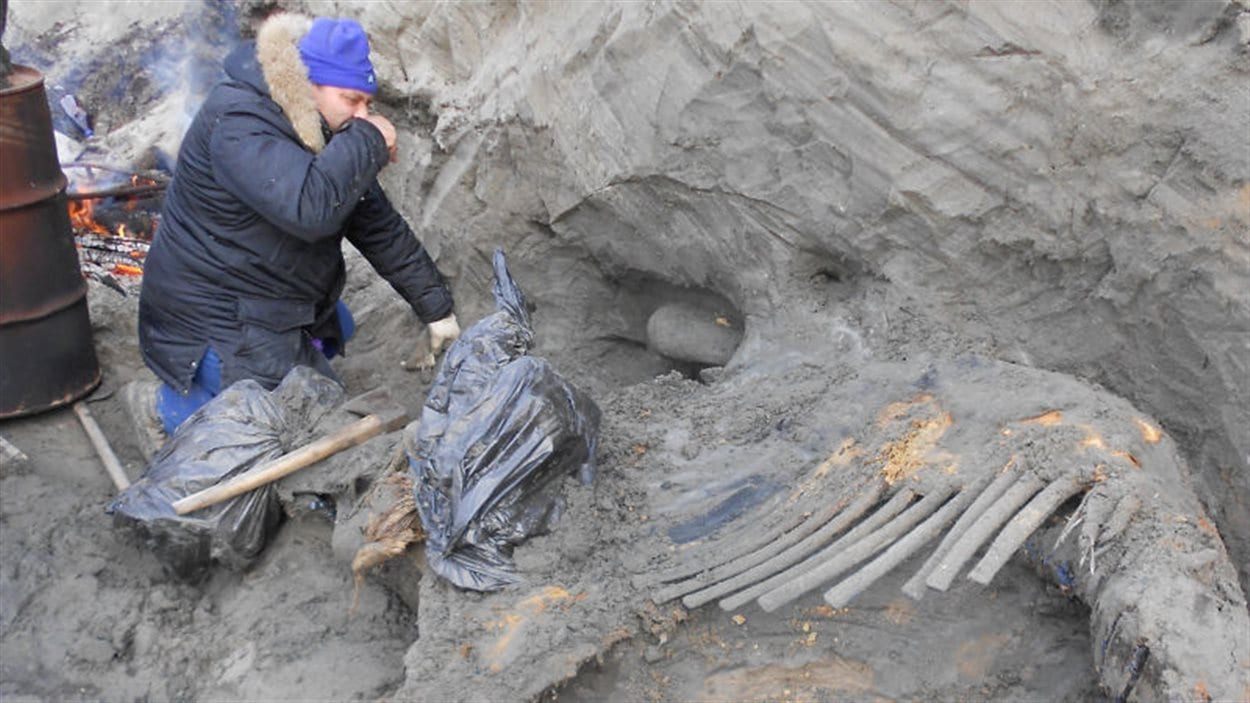 Sergey Gorbunov, membre de l'équipe de recherche, pendant les fouilles en 2012, dans la baie de l’Ienisseï, en Russie. La bête avait environ 15 ans lorsqu'elle a été abattue, il y a 45 000 ans.