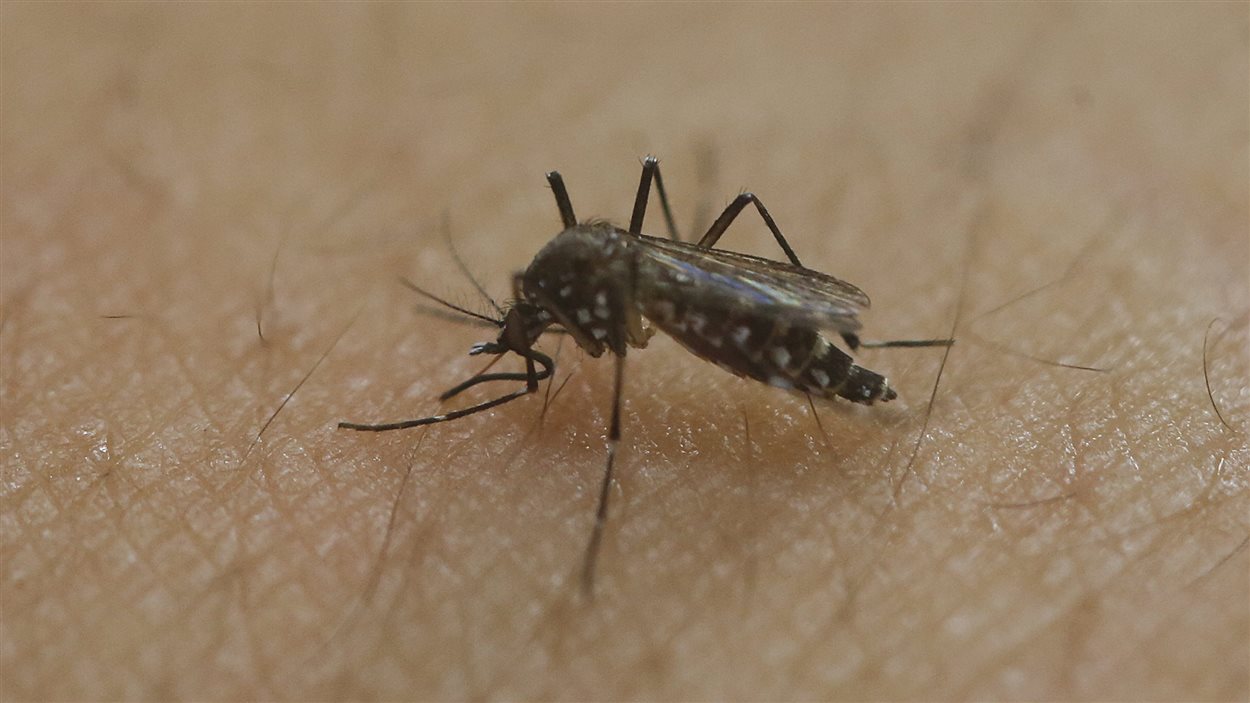 Le moustique qui transmet le virus Zika