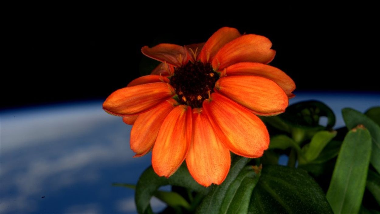 Un zinnia cultivé dans la Station spatiale internationale (SSI) est devenu en janvier 2016 la première fleur à pousser dans l'espace.