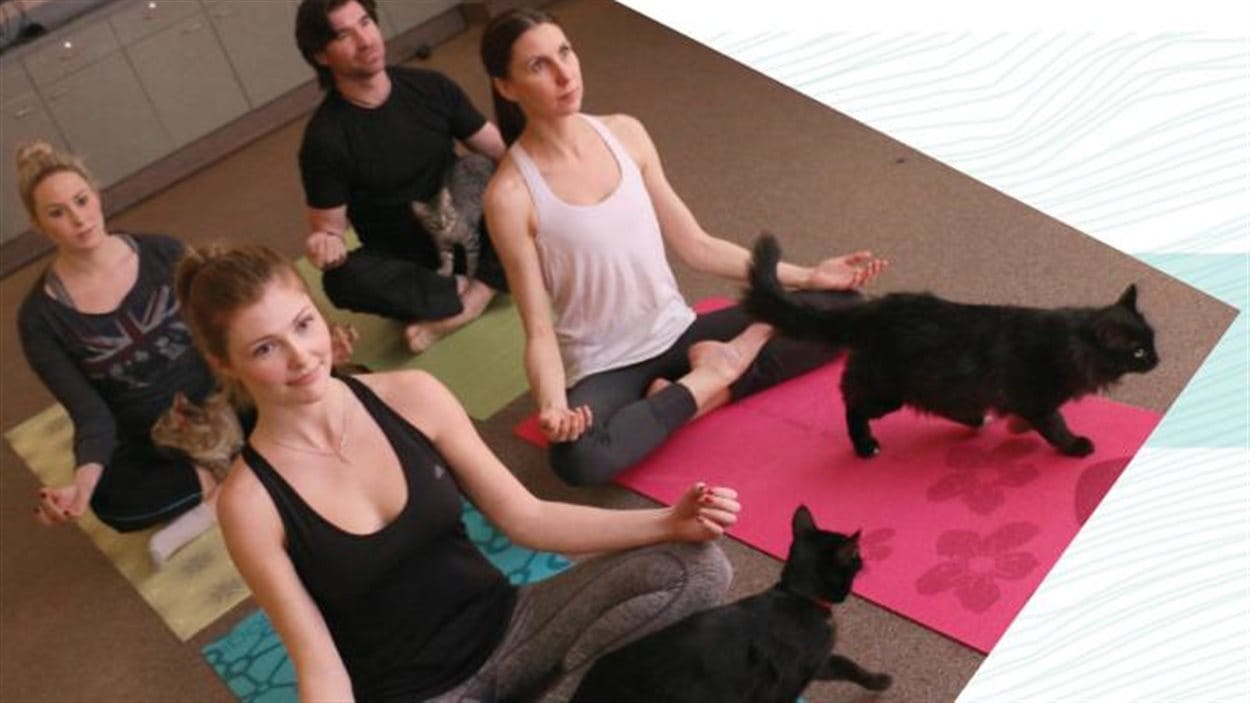 La société protectrice des animaux d'Edmonton, la Humade Society, propose aux yogis d'essayer le yoga avec des chats à adopter.