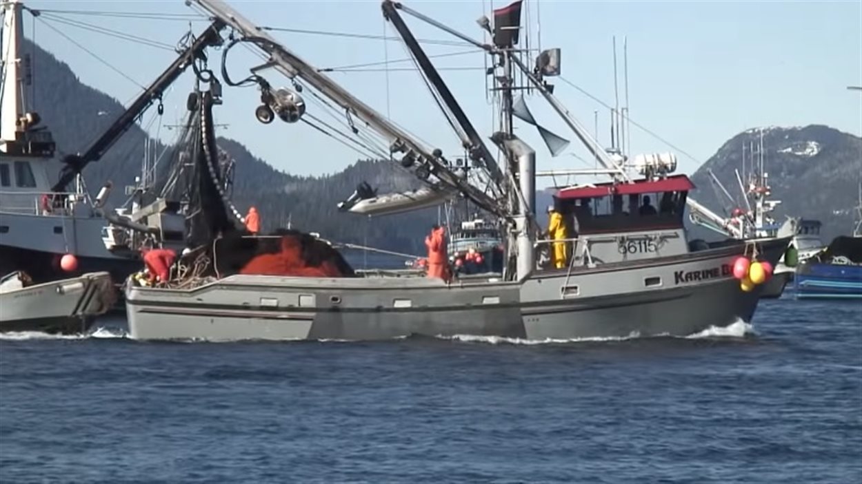 Biodiversite Les Vrais Chiffres De La Peche Passes Sous Silence Radio Canada Ca