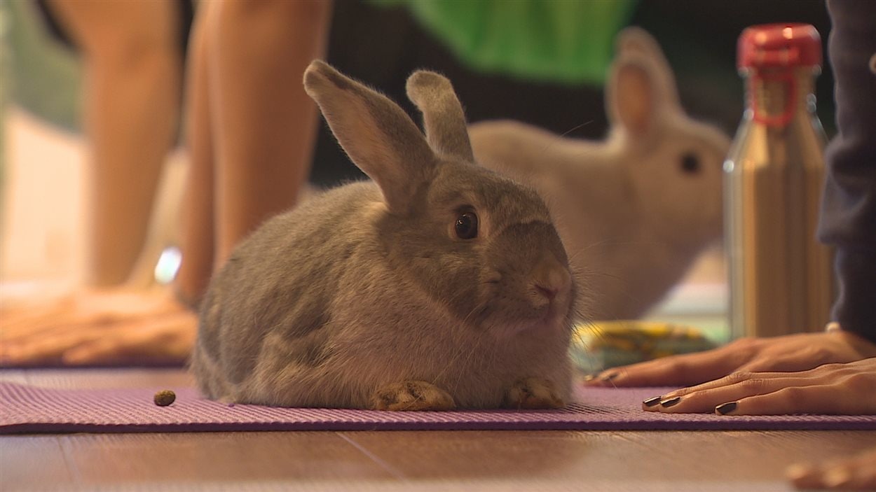 Un cours de « Bunny yoga » à Richmond au sud de Vancouver.