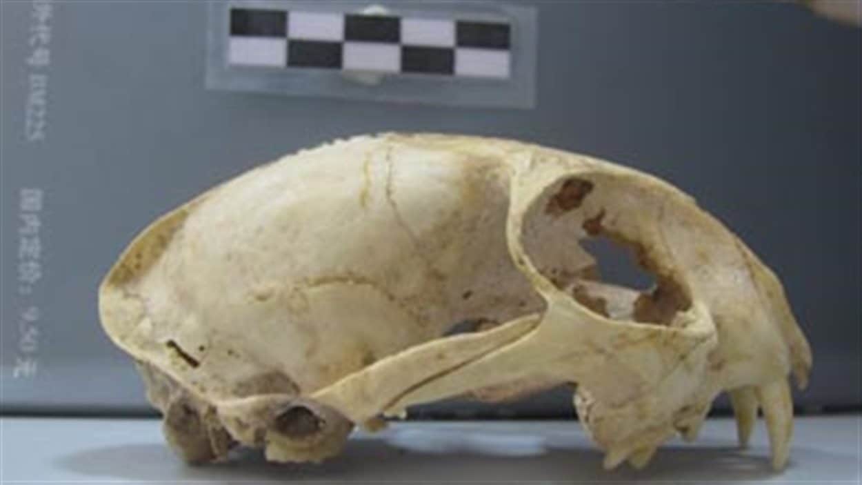 Des Chats Domestiques Depuis 5000 Ans En Chine Radio Canada Ca