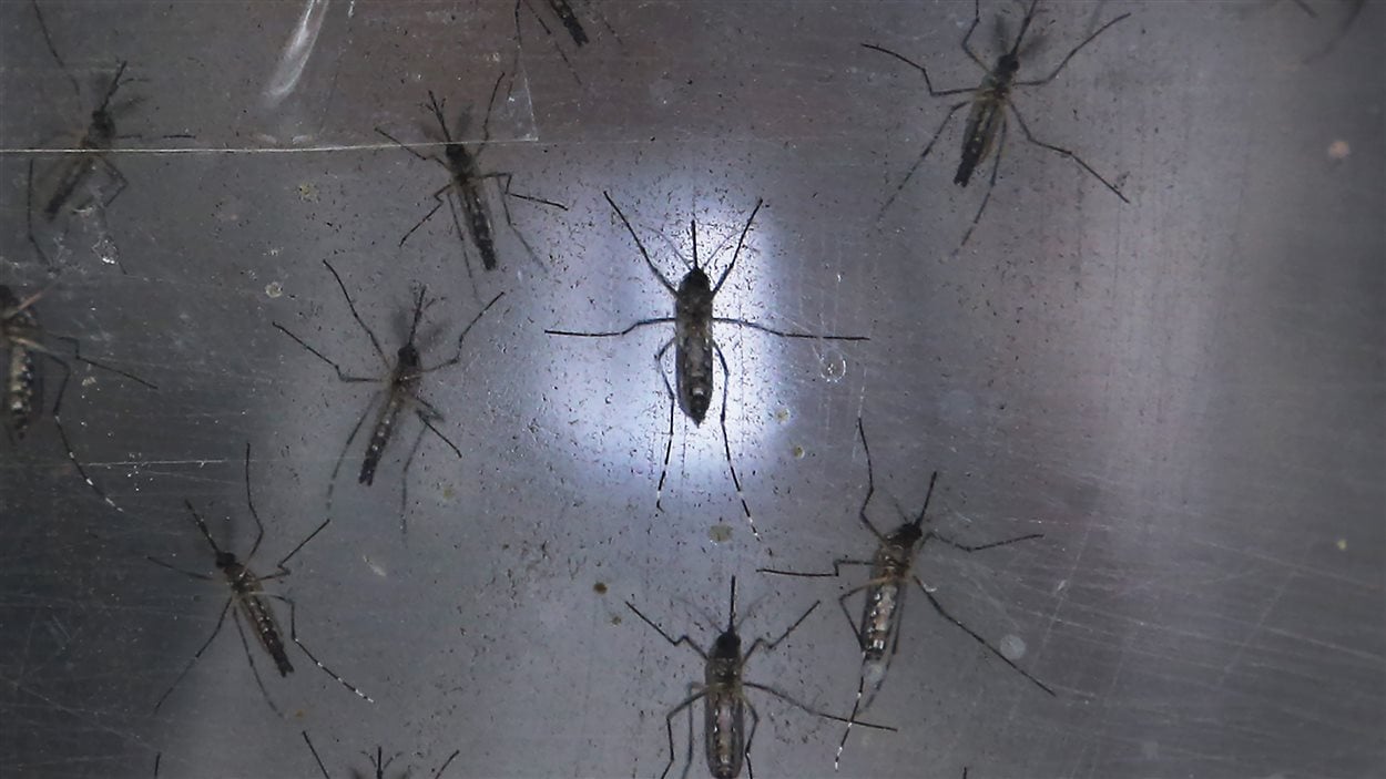 Espèce de moustique pouvant transmettre le virus zika.