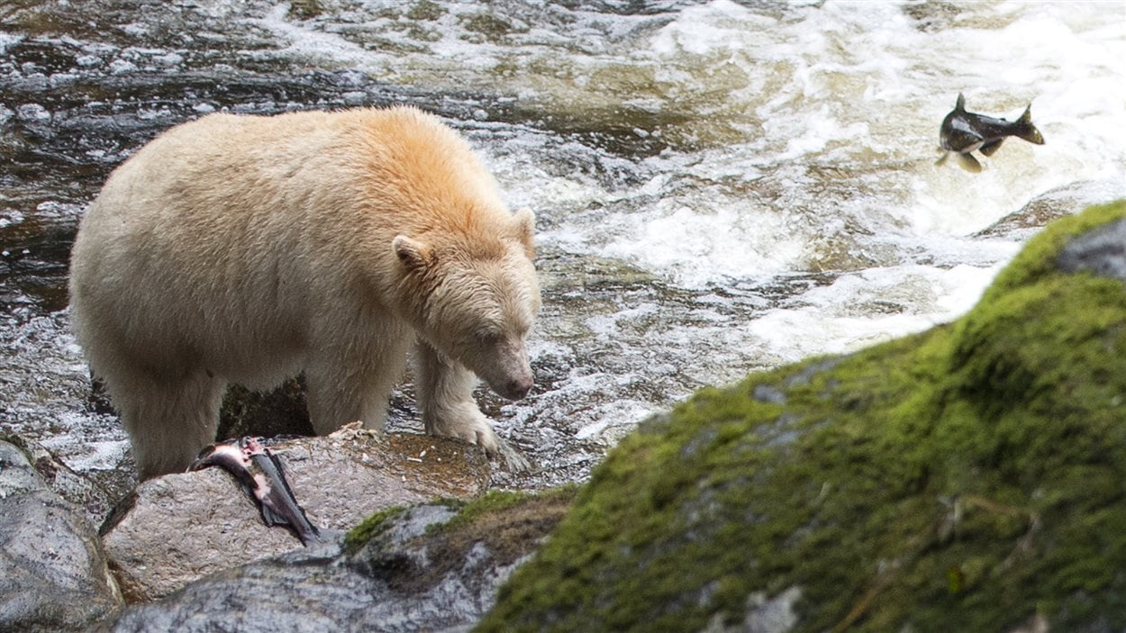 Un ours péchant dans la forêt pluviale du Grand Ours en Colombie-Britannique