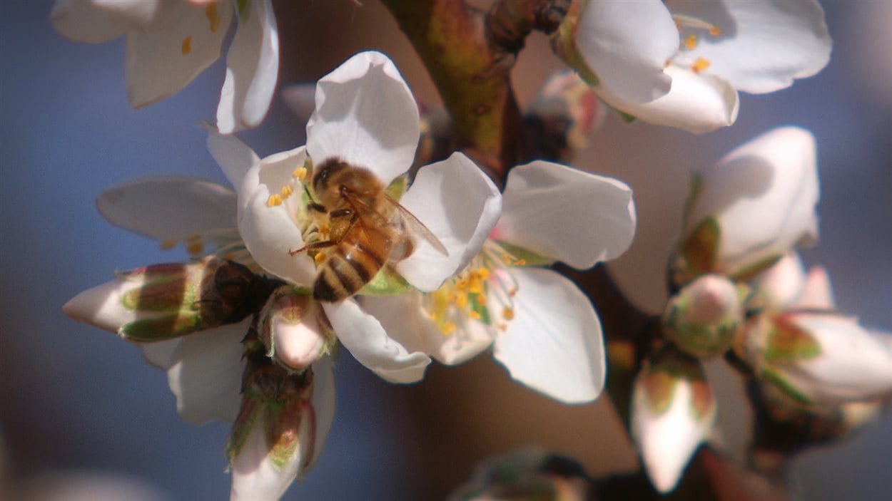 Une abeille butine une fleur en Californie