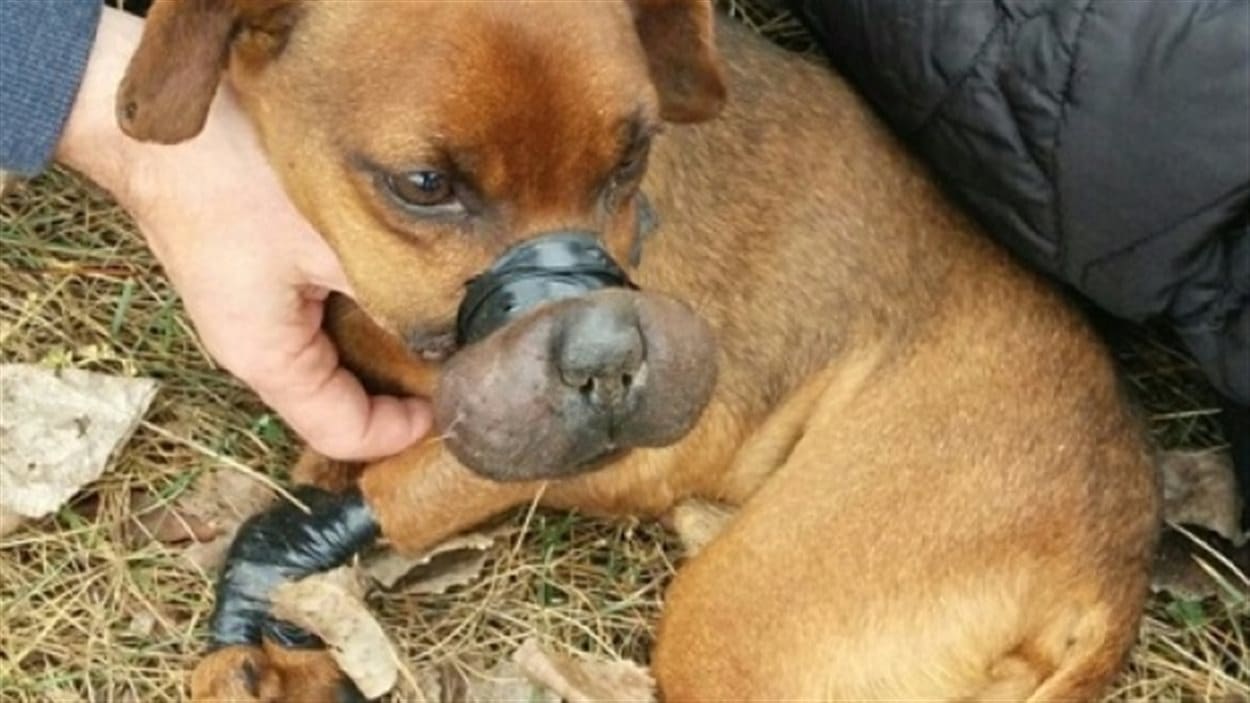 Justice, un chien âgé de sept ans, a été retrouvé ligotté et jeté à lapoubelle derrière un centre commercial de Windsor.